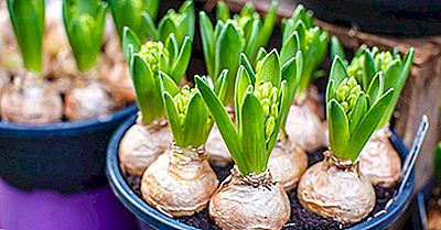 Wat Was Tulip Mania?