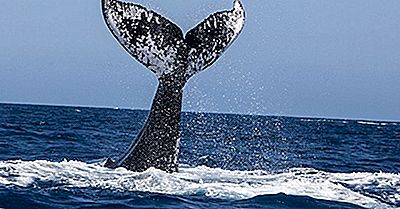 5 Meilleurs Endroits Pour Observer Les Baleines Au Canada Cet Été