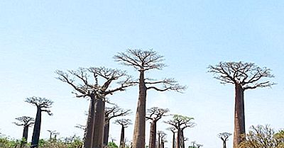 Avenue Of The Baobabs - Locuri Unice Ale Madagascarului