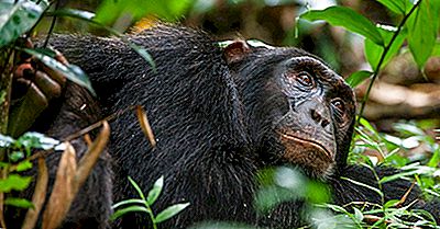 Beste Plaatsen Ter Wereld Om Chimpansees In Hun Natuurlijke Omgeving Te Bekijken