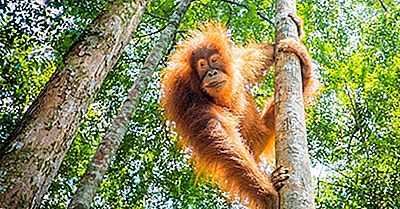 Bedste Steder I Verden For At Se Orangutanger I Deres Naturlige Miljø