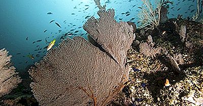 Isla Coiba - Lugares Únicos De Panamá