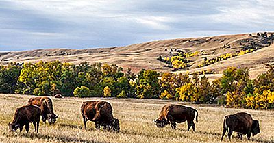 Custer State Park, Dakota Du Sud - Lieux Uniques À Travers Le Monde