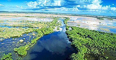 Roliga Fakta Om Florida Everglades