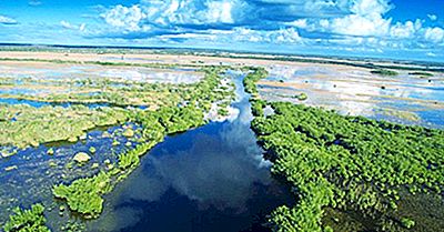 Curiosidades Sobre Os Everglades Da Flórida