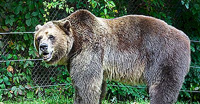 Grizzly And Wolf Discovery Center, Montana - Lugares Únicos Ao Redor Do Mundo