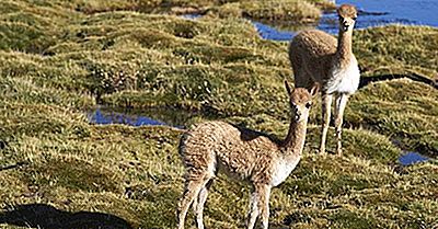 Lauca National Park Of Chile