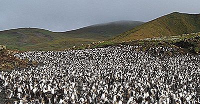Macquarie Island, En Unesco World Heritage Site I Australien
