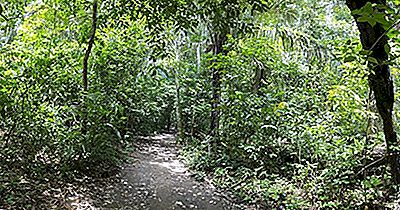 Madidi Nasjonalpark, Bolivia