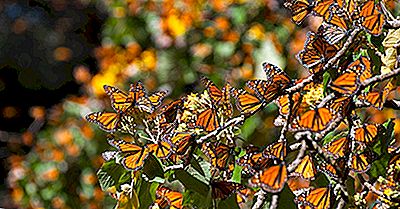 La Riserva Della Biosfera Delle Farfalle Monarca: Un Sito Patrimonio Dell'Umanità Unesco In Messico