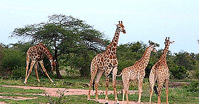 De Meest Bezochte Landen In Afrika