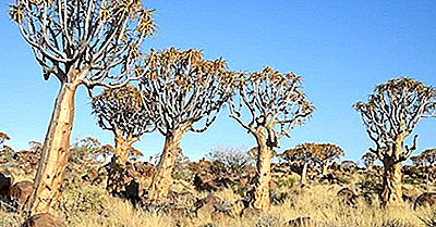 Pădurea Copacului - Locuri Unice În Namibia