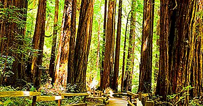 El Bosque De Redwood - Lugares Únicos En El Mundo