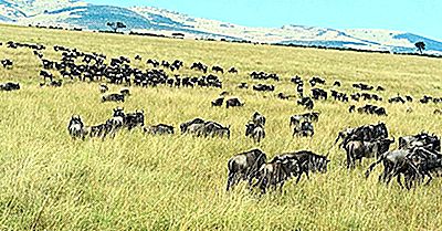 Parcul Național Serengeti, Tanzania - Locuri Unice Din Lume