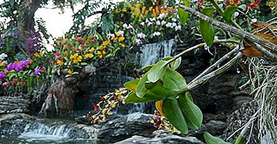 Singapore Botaniska Trädgården