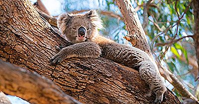 Sachen, Die Auf Kangaroo Island, Australien Anders Als Kängurus Sehen