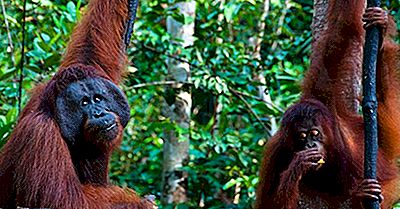 O Que E Onde Está Kalimantan?