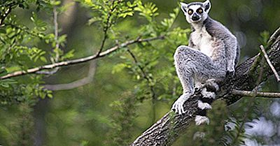¿Para Qué Es Más Famoso Madagascar?
