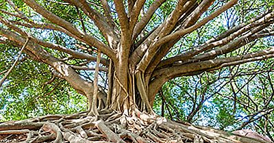 Waar Is De Grootste Banyanboom Ter Wereld?