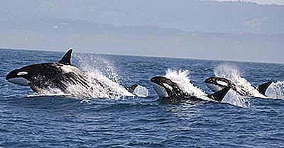 Cele 5 Ecozone Marine Din Canada