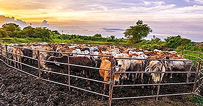 Länder Mit Den Höchsten Methanemissionen Aus Der Landwirtschaft