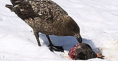 Wussten Sie, Dass Vögel In Der Antarktis Sich An Eine Schwarze Liste Von Menschen Erinnern Können, Die Sie Hassen?