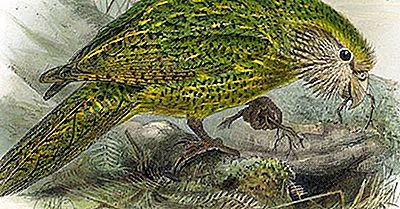 Você Sabia Que A Fragrância Agradável Do Pássaro Kakapo Levou Ao Seu Status De Ameaça?