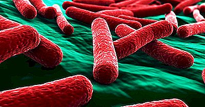 E Coli Fakta - Sykdommer I Verden