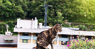 Houtong Cat Village - Lieux Uniques Autour Du Monde