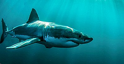 À Quelle Vitesse Les Requins Nagent-Ils Vraiment?