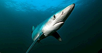 Combien De Sens Les Requins Ont-Ils?