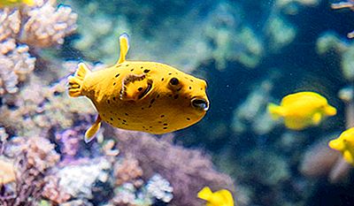 Die Gefahrlichsten Tiere Der Welt 2021
