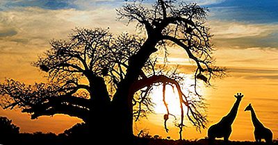 De Soorten Baobab-Bomen