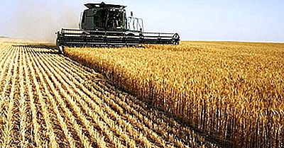 I Migliori Paesi Produttori Di Grano Nel Mondo