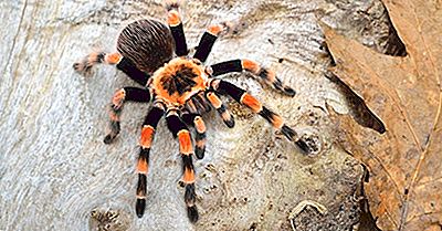 Que Sont Les Arachnides?