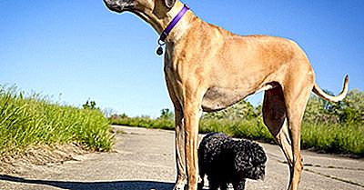 Hva Er Giant Dog Breeds?