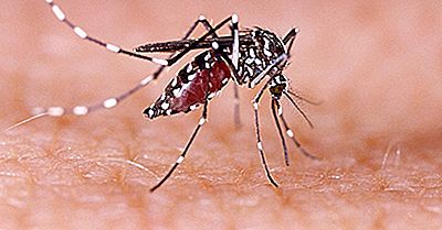 Ce Este Febra Dengue? - Boli Ale Lumii