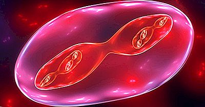 Quelle Est La Différence Entre La Mitose Et La Méiose?