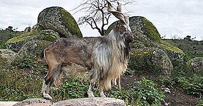 ¿Cuál Es El Animal Nacional De Pakistán?