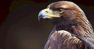 Vad Är Tysklands Nationella Fågel?