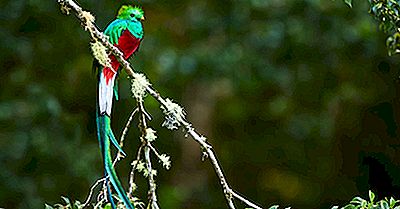 Hvad Er Den Nationale Fugl I Guatemala?