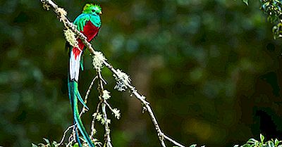 ¿Qué Es El Ave Nacional De Guatemala?