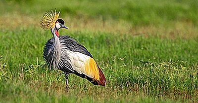 Was Ist Der Nationalvogel Von Nigeria?