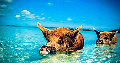 Qu'Est-Ce Qui Est Unique Sur Le Big Major Cay Des Bahamas?