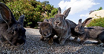 Was Ist Einzigartig Auf Der Japanischen Insel Okunoshima?