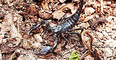 Quel Est Le Plus Grand Scorpion Du Monde?