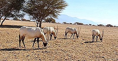 Quel Genre D'Animaux Vivent En Israël?