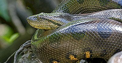 ¿Dónde Viven Las Anacondas?