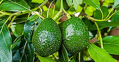 Dove Crescono Gli Avocado?