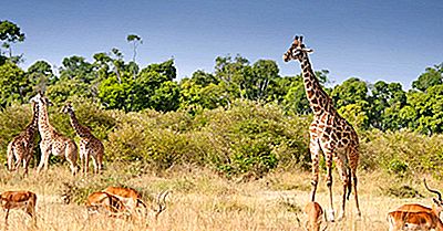 Où Vivent Les Girafes?